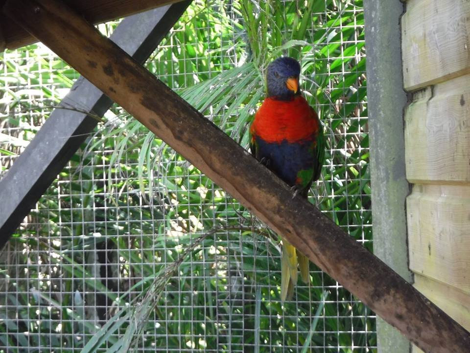 Zoo de Martinique景点图片