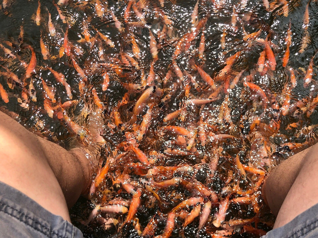 Green Lagoon-加勒必去景点