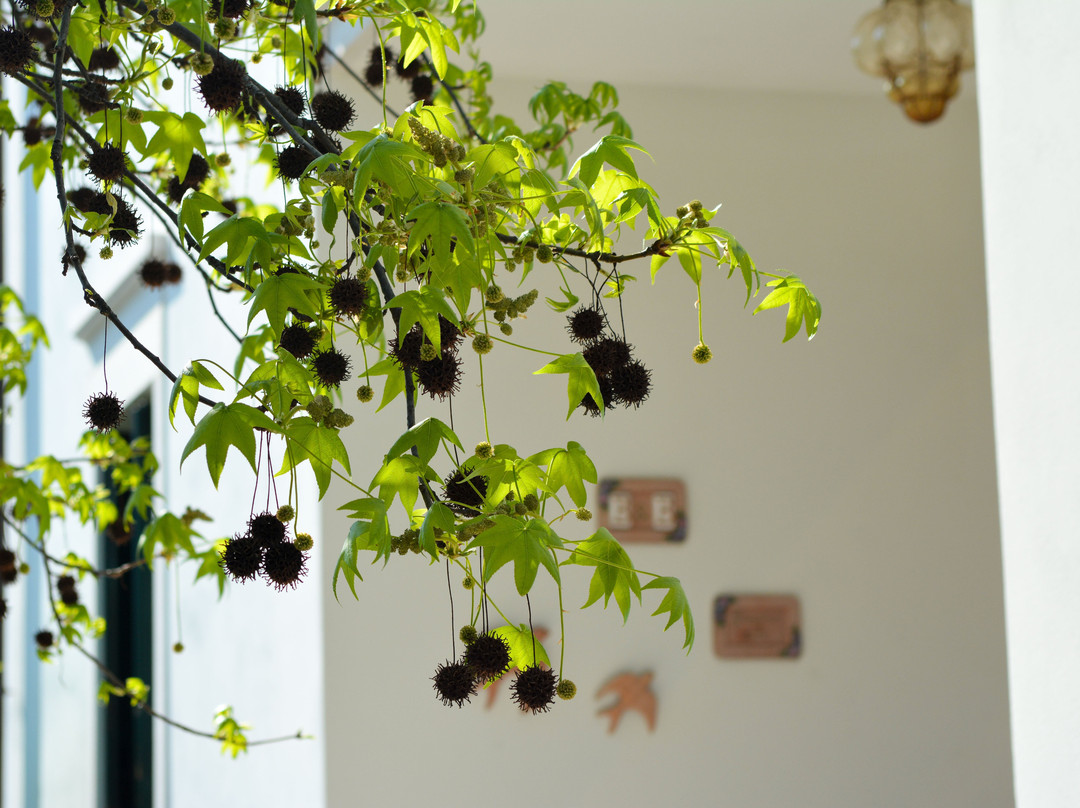 Giardino in Citta B&B主图