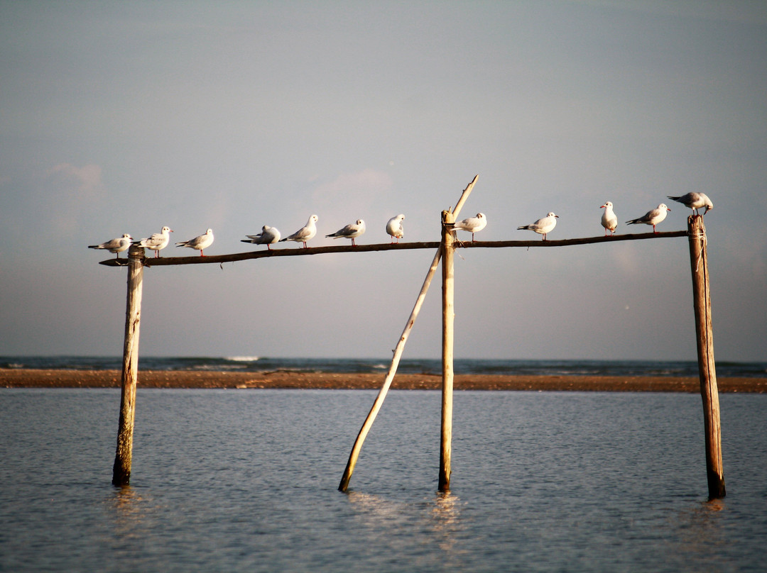 Escursioni in Barca nel Delta del Po - Alberto Barini景点图片