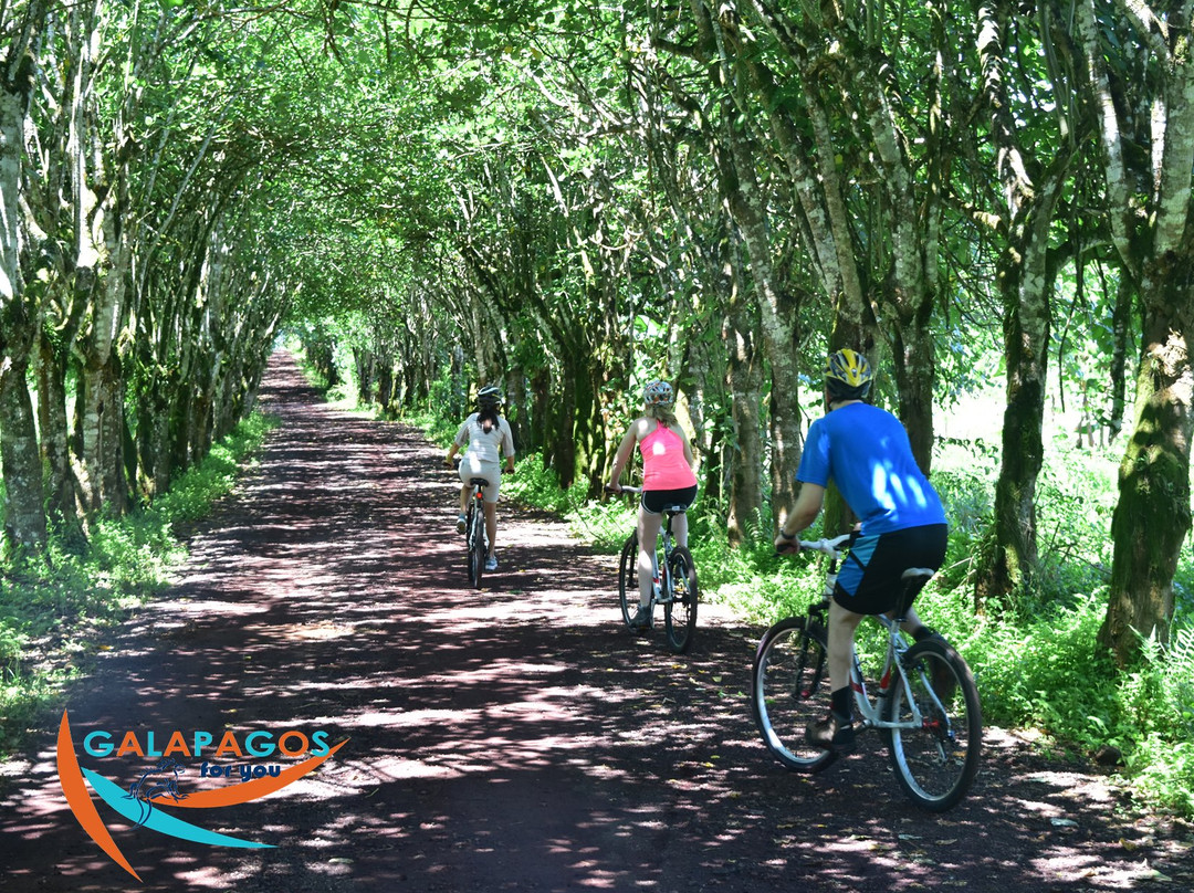 Galapagos For You-阿约拉港必去景点