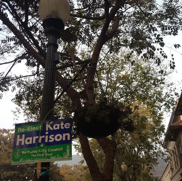 Shattuck Avenue-伯克利必去景点