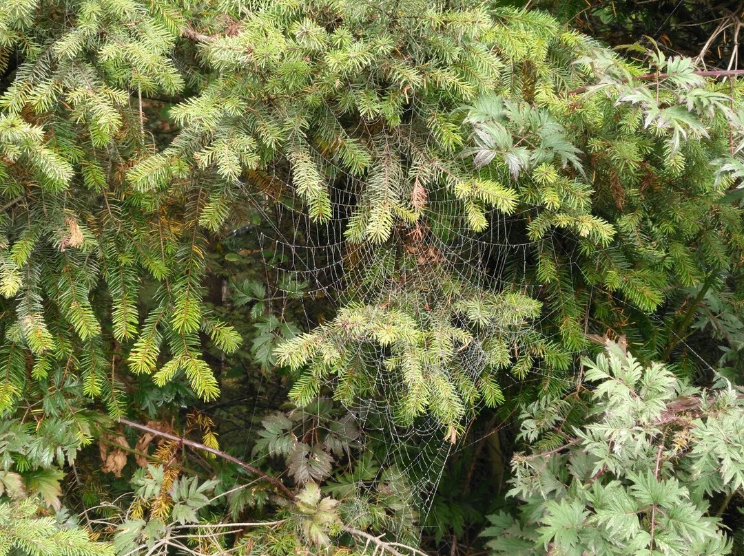 Aldergrove Park-Aldergrove必去景点