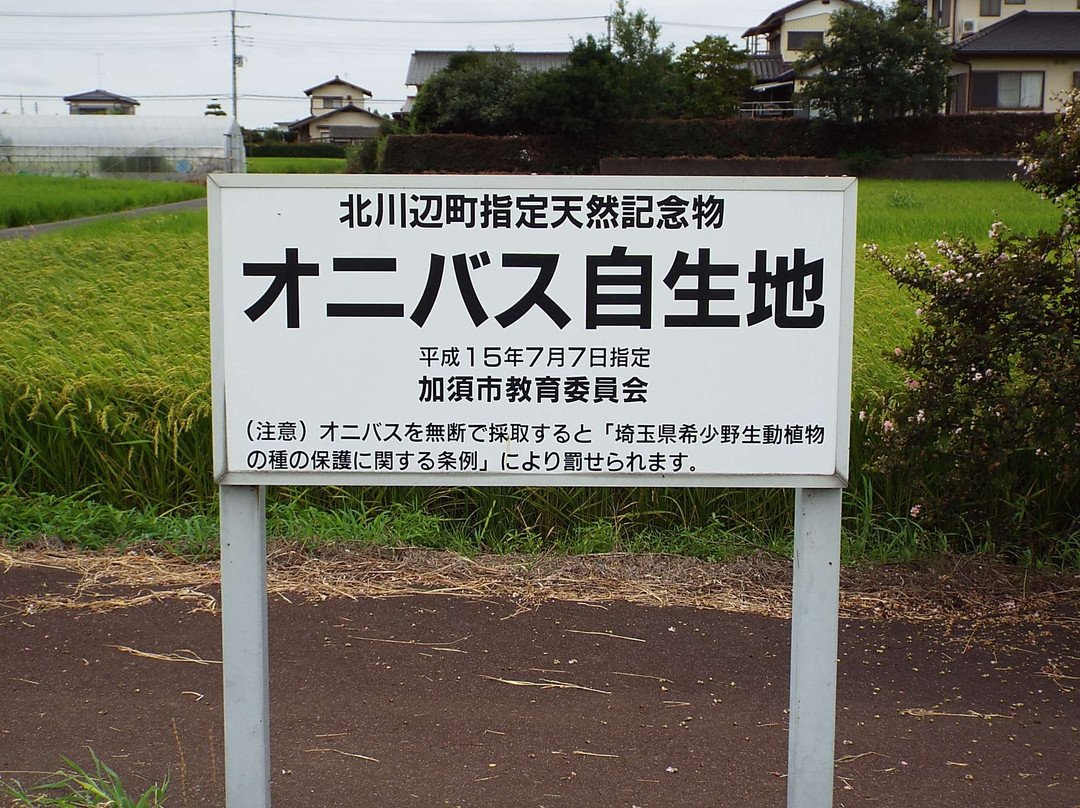 Onibasu Jiseichi景点图片