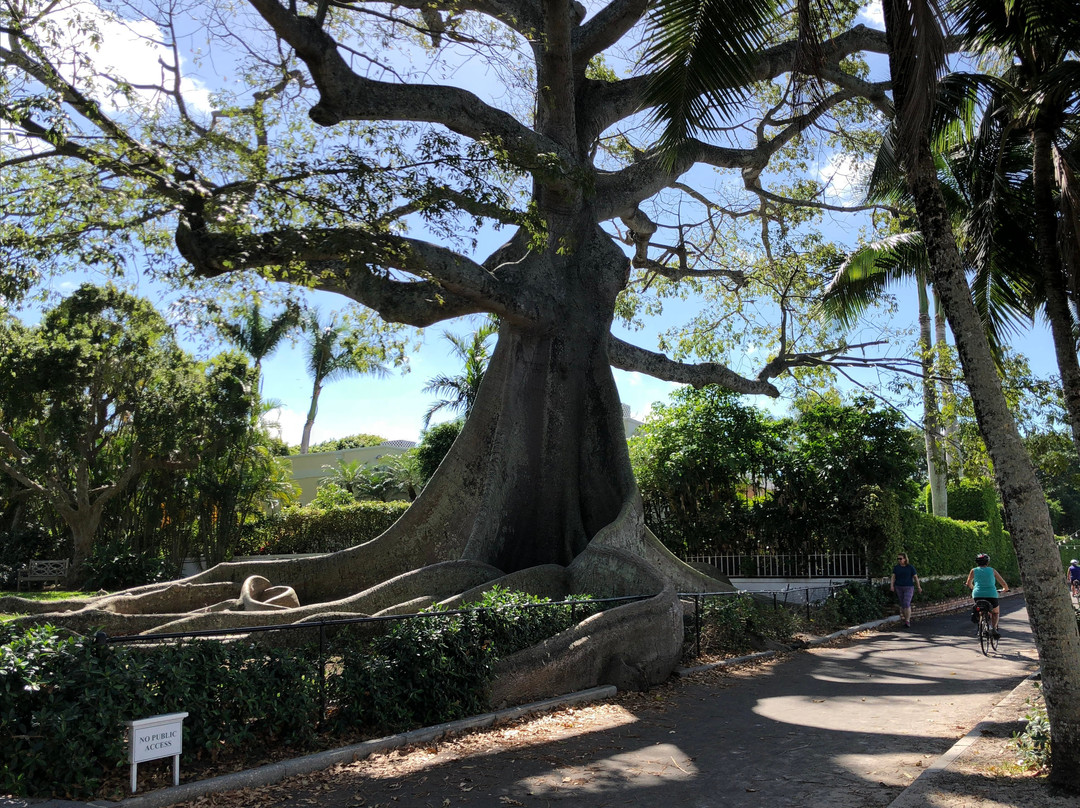 Giant Kapok Tree景点图片