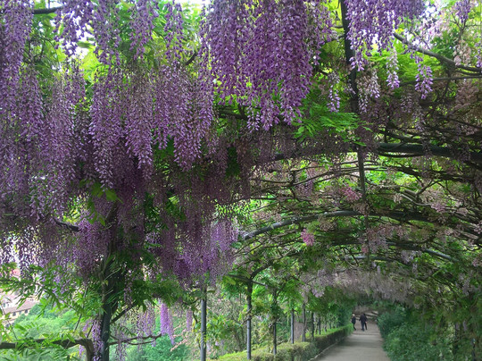 Florencewalk - Guided Tours in Florence-佛罗伦萨必去景点