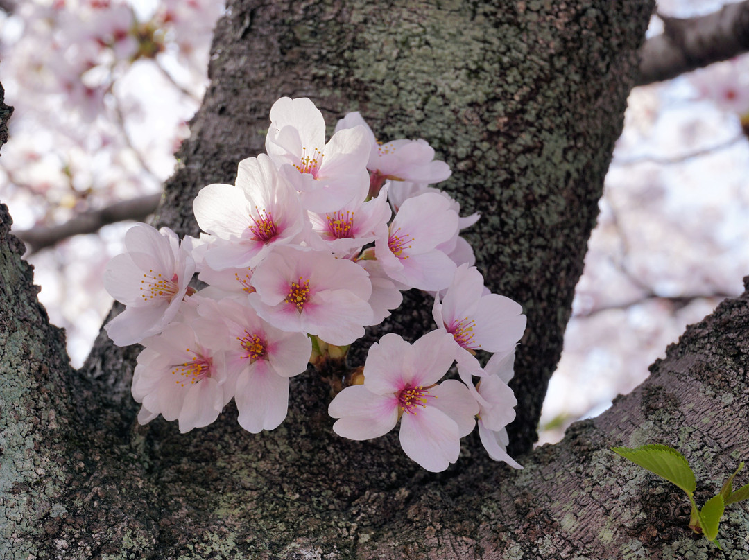 Jushigawa no Sakura Namiki景点图片