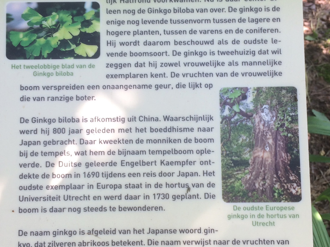 Pinetum Blijdenstein景点图片