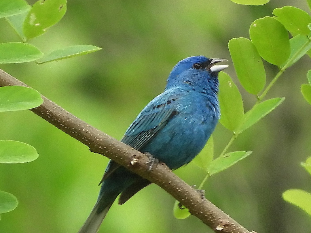 Winged Deer Park-约翰逊城必去景点