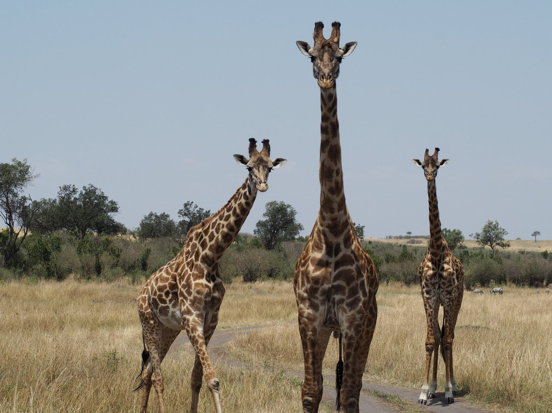 马赛马拉国家野生动物保护区旅游攻略图片