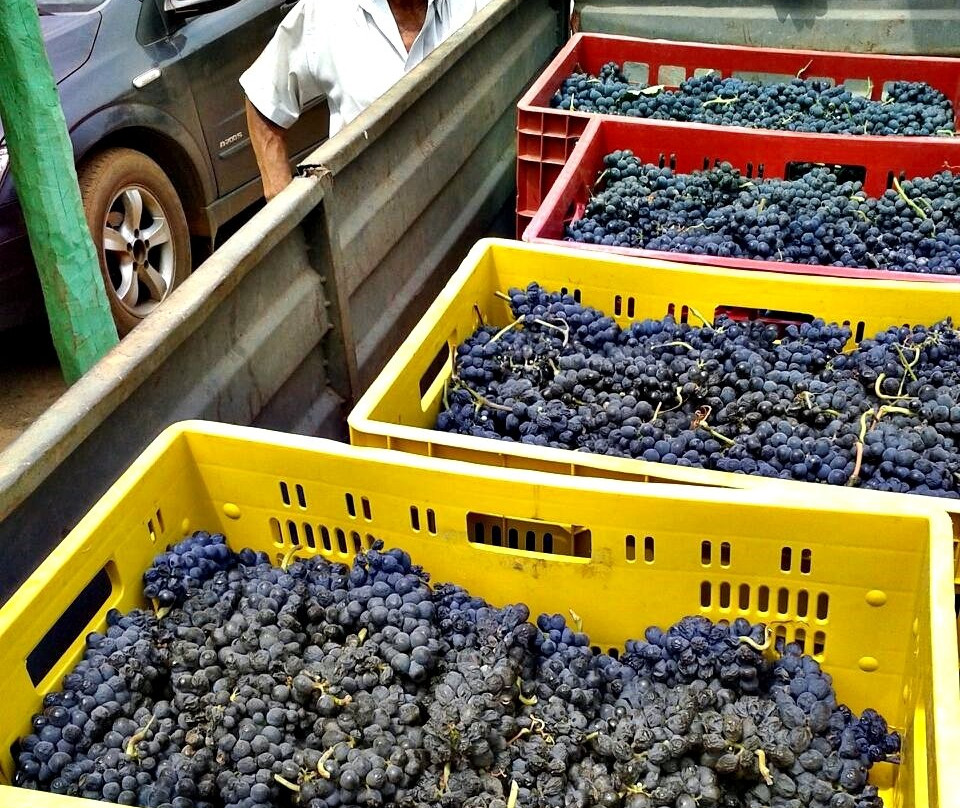 Vinhedo Girassol-Cocalzinho de Goias必去景点