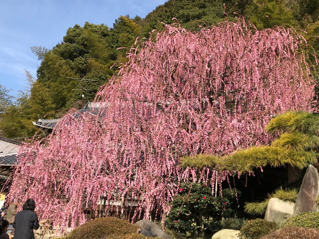 Yagi no Shidareume景点图片