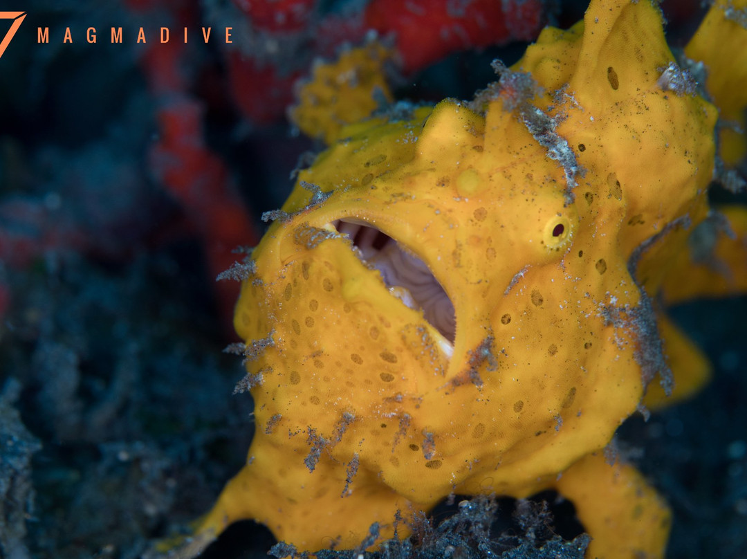 Dive Into Lembeh主图