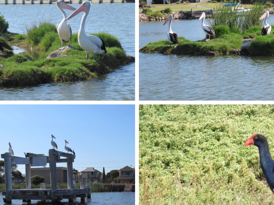 The Goolwa Boating Experience-Goolwa必去景点