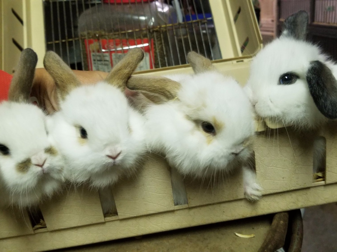 Infinity Acres Petting Ranch景点图片