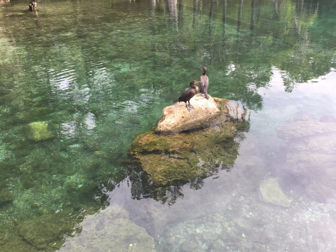 Rainbow River Tour-Dunnellon必去景点