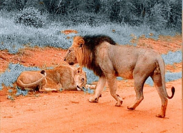 Safari Kenya Plus - Private Day Tour景点图片