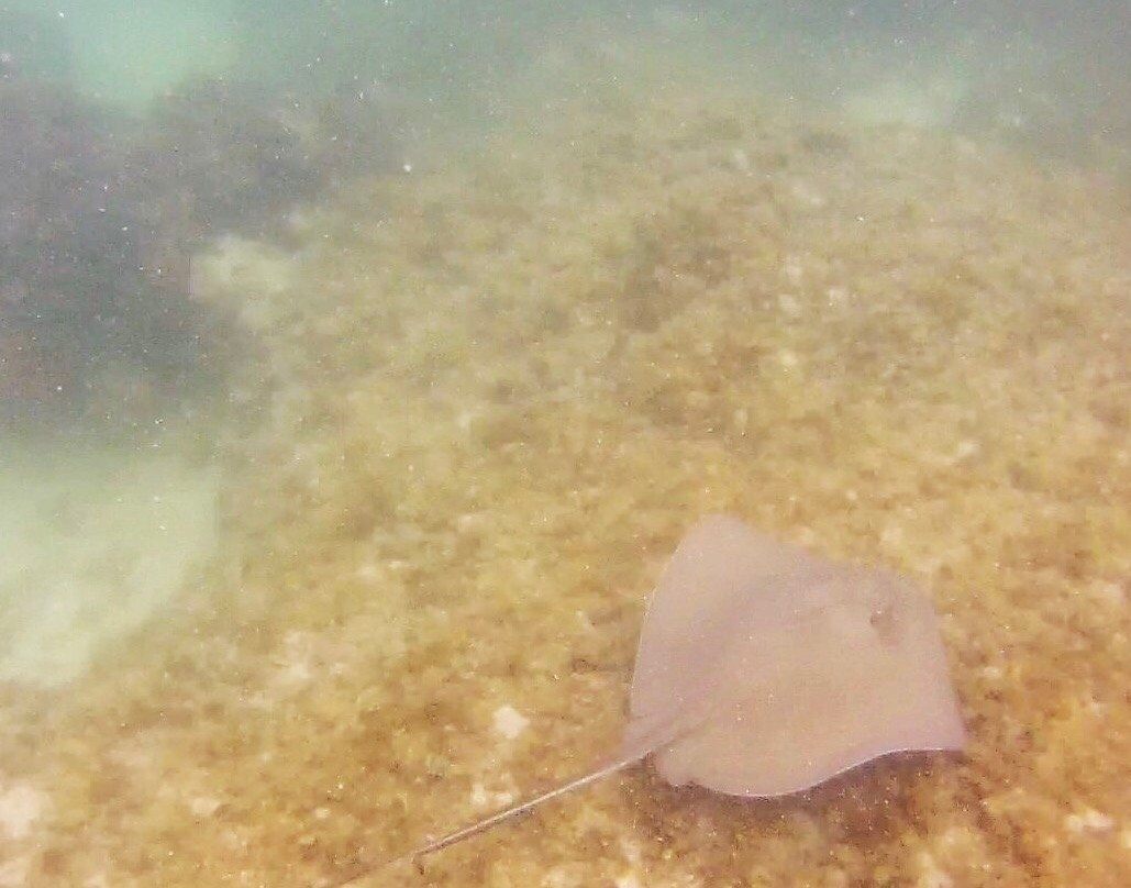 Mermaid Therapy Charters-Stock Island必去景点