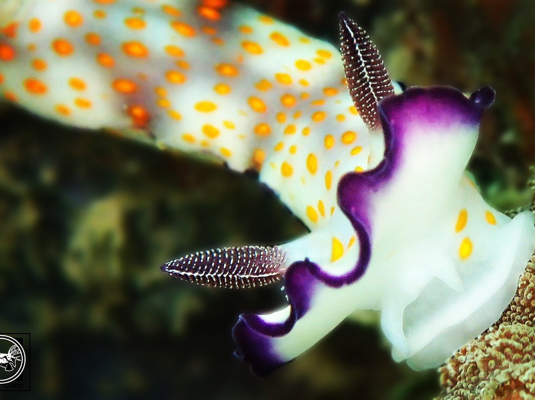 Infinity Divers-沙姆沙伊赫必去景点