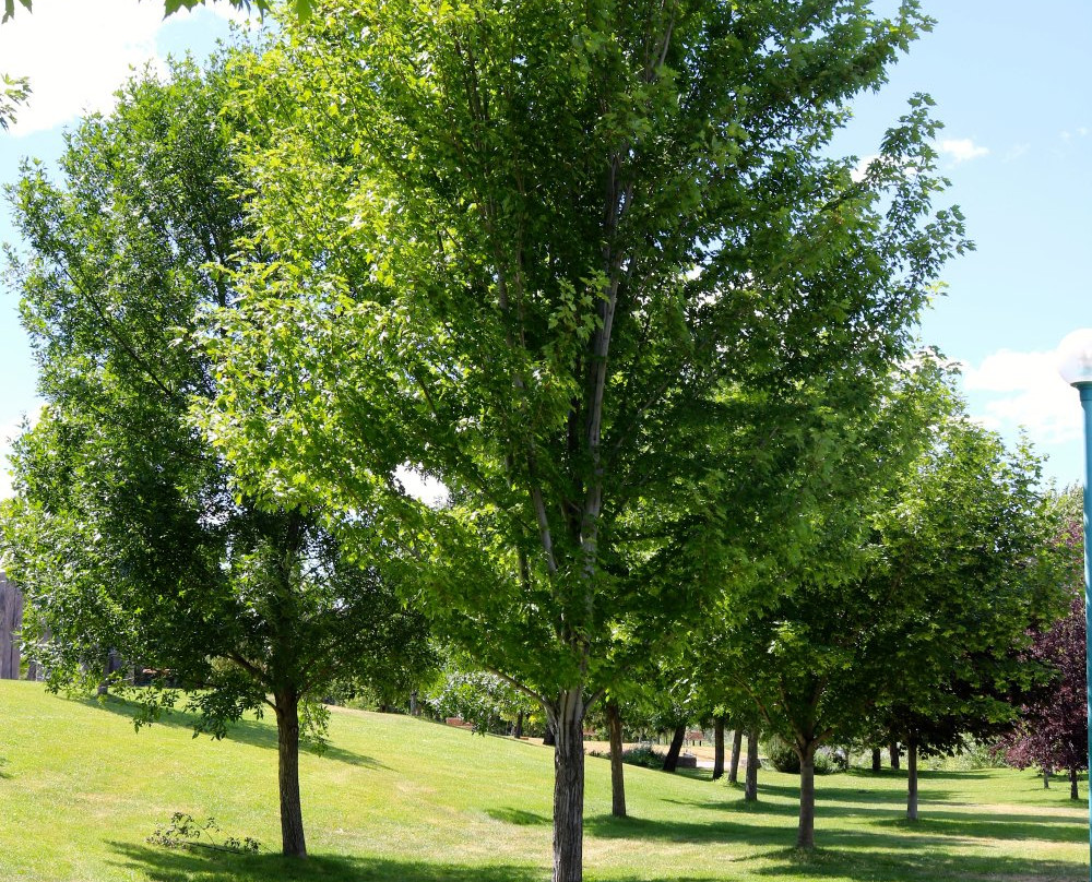 Pioneer Park and Beach-坎卢普斯必去景点