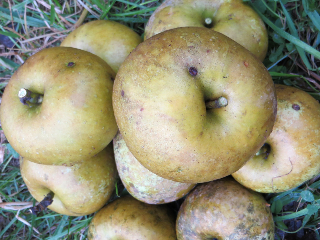 Willow Oaks-Middletown必去景点