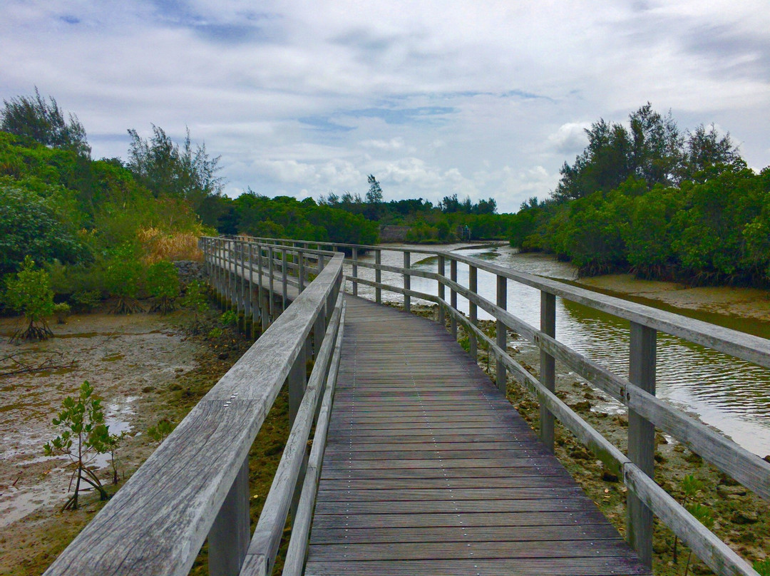 Shimajiri Mangrove Forests-宫古岛市必去景点