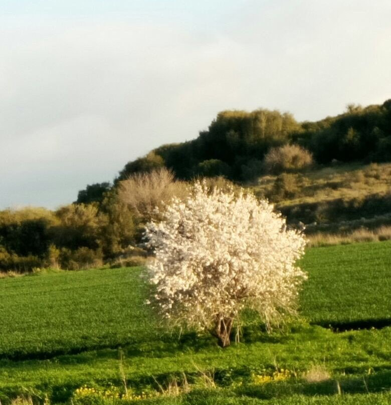 Shekef旅游景点-Adullam Grove Nature Reserve