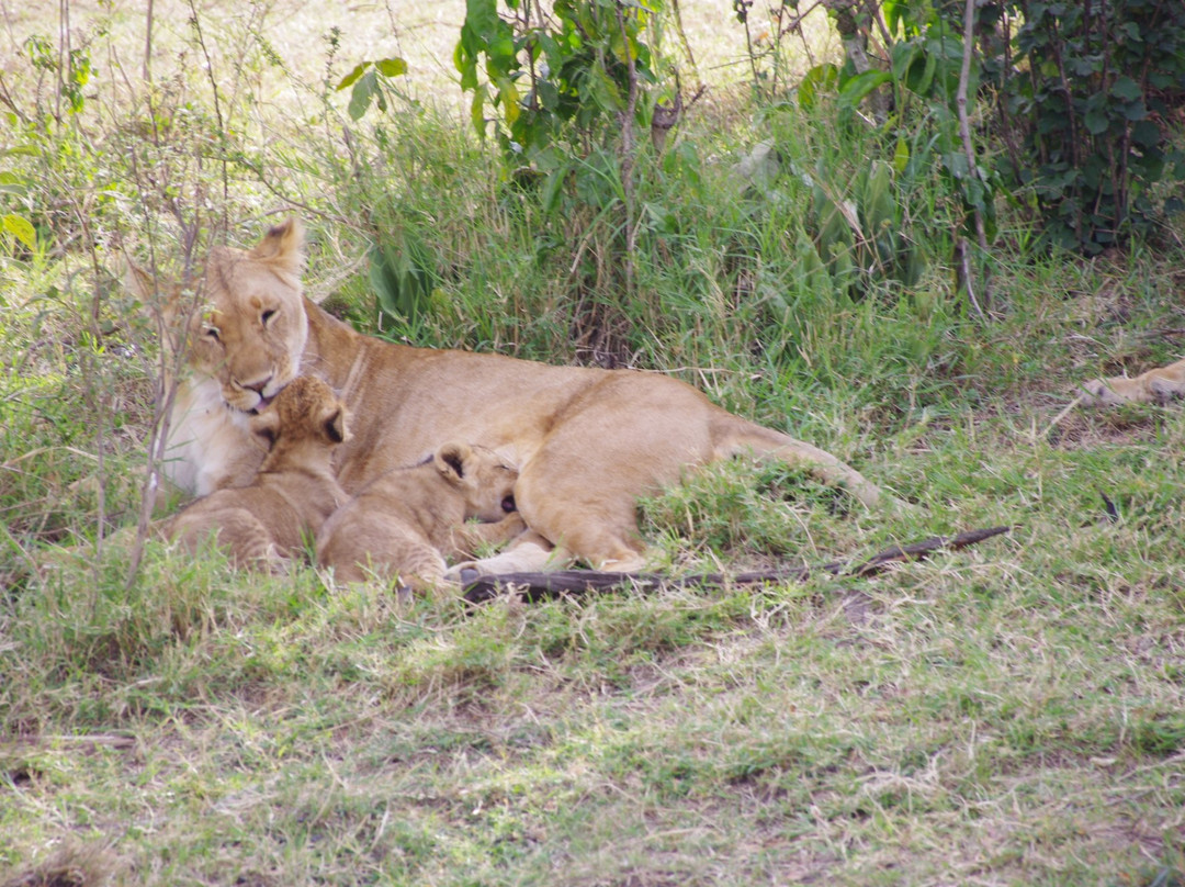 Musiara Swamp-马赛马拉国家野生动物保护区必去景点