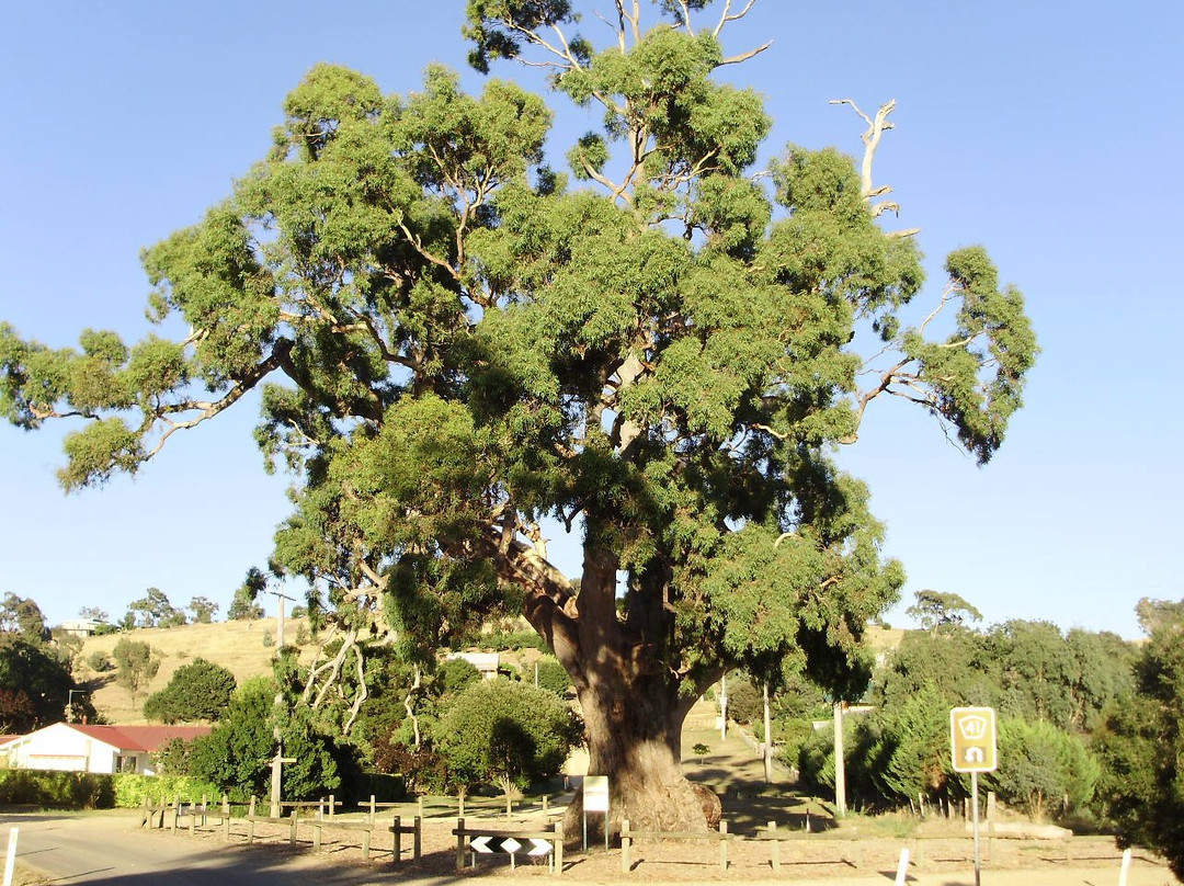 Big Tree-Guildford必去景点