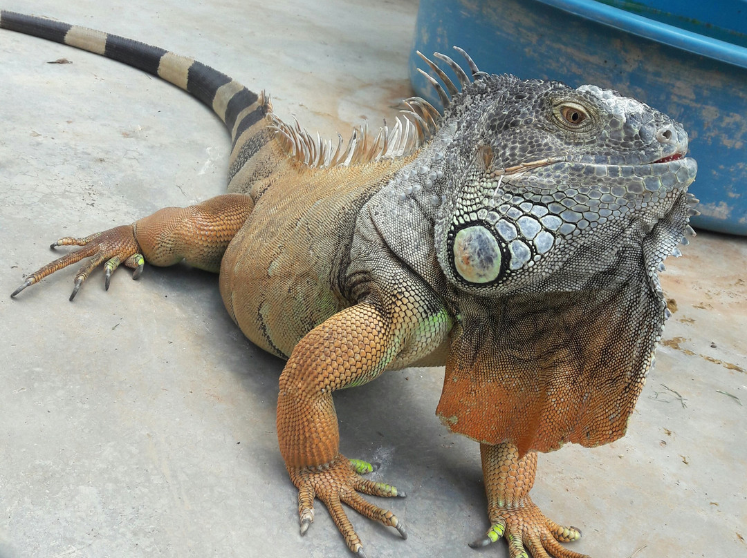 Bouncy Croc景点图片