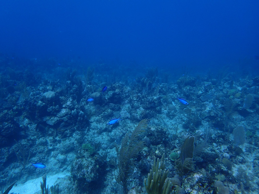 Playa Coral Diving Cuba景点图片
