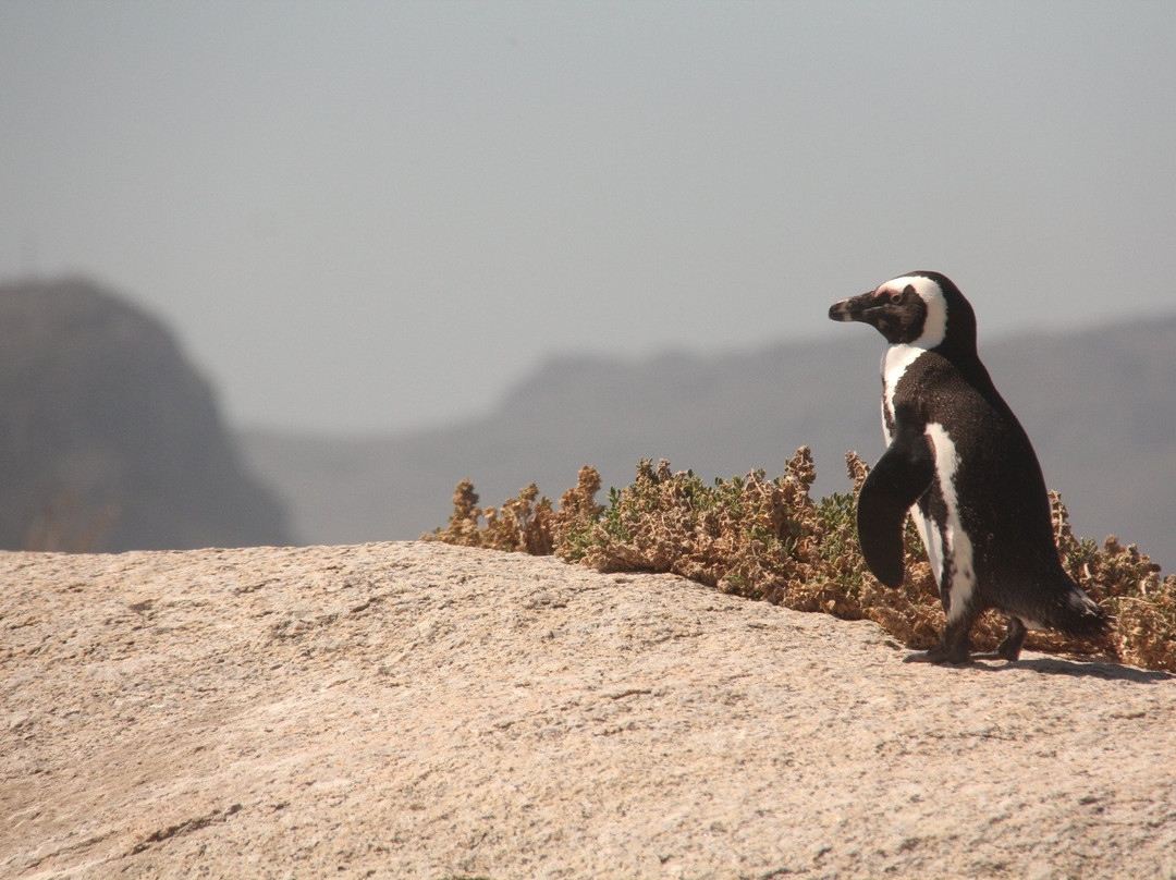 Simon's Town Museum-西门镇必去景点