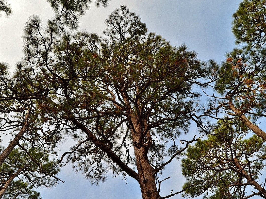 Weymouth Woods Sandhills Nature Preserve景点图片