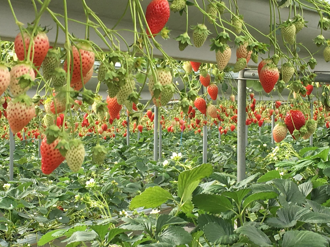 Izu Fruit Park景点图片