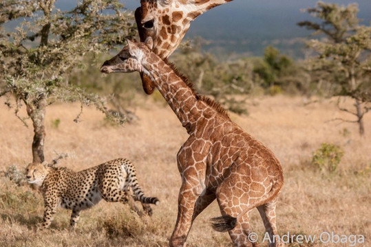 Katuta Kenya Safaris-蒙巴萨必去景点