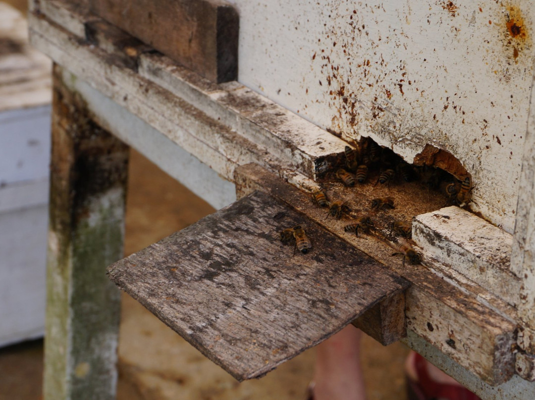 Highlands Apiary Farm景点图片
