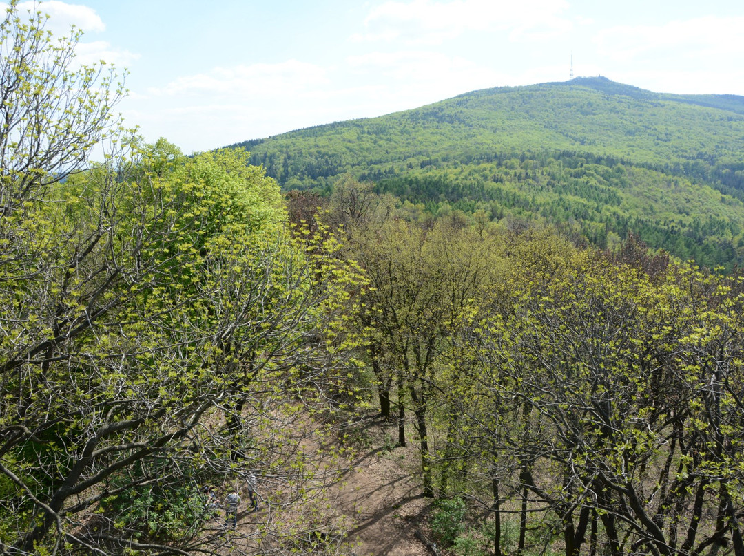 Wiezyca Mountain Observation Tower景点图片