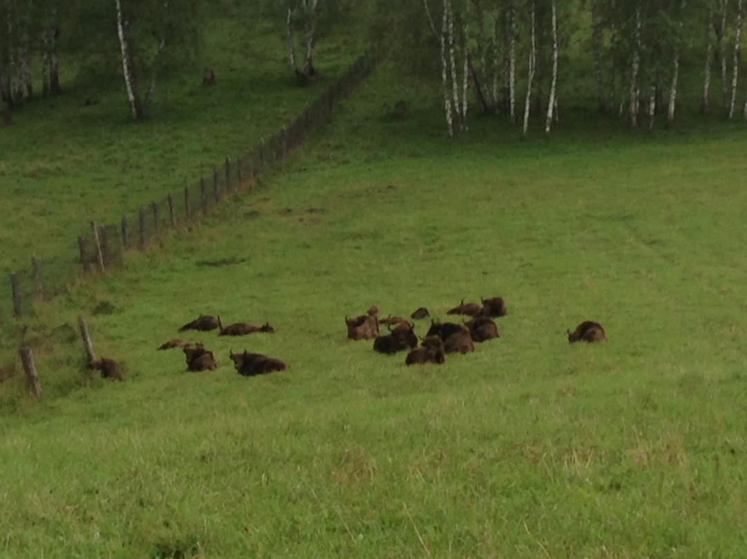 Bison Sanctuary景点图片