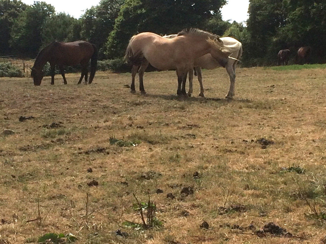 Le Ranch de Sanxay主图