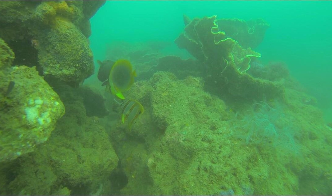 Magnetic Dive Day Course-Magnetic Island必去景点