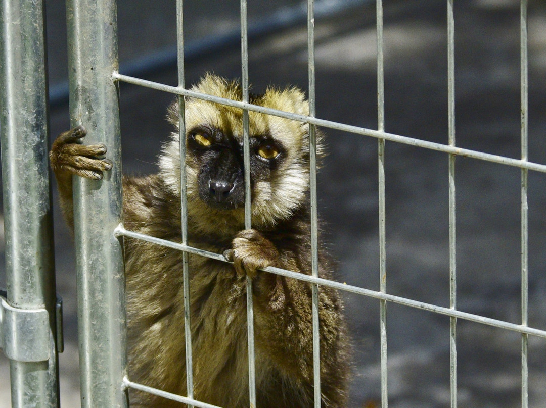 Paul Bunyan's Animal Land-伯米吉必去景点