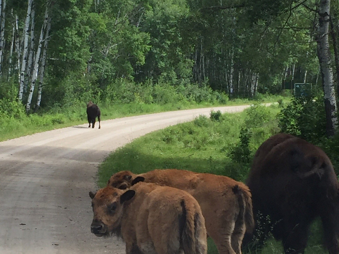 Lake Audy Bison Enclosure-Lake Audy必去景点