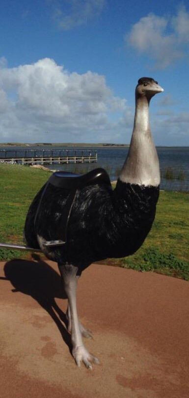 Narrung旅游景点-Birdman of the Coorong
