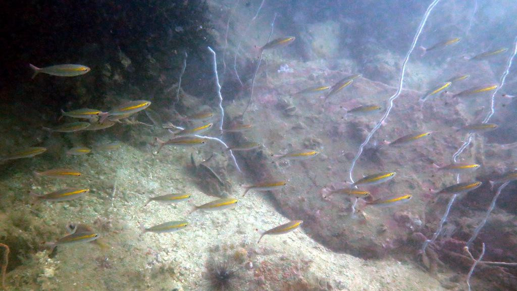Quiver Dive Team-红土坎必去景点