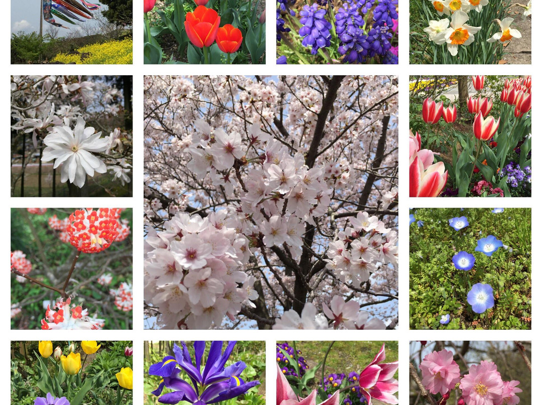 Fukuchi Sanroku Hana Park-直方市必去景点