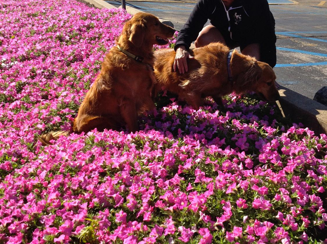 Osage Beach Outlet Marketplace-欧塞奇比奇必去景点