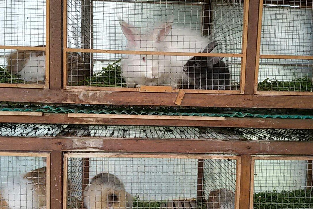 Ciwidey Rabbit Park-万隆必去景点