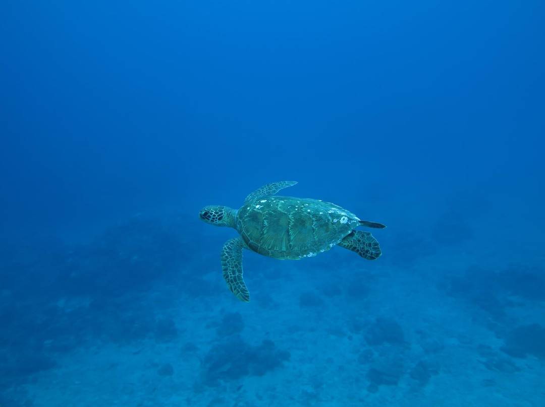 Volcano Island Divers-莱纳克尔必去景点