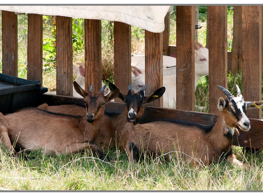 Ferme d'Ecancourt景点图片
