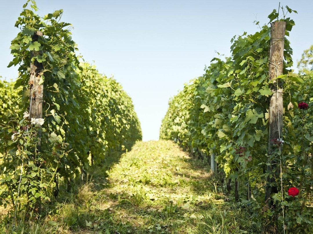 Azienda Vitivinicola Giulia - Sessanea景点图片